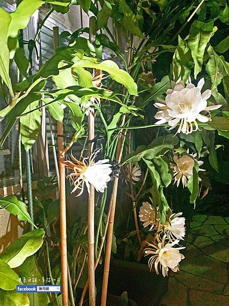 20200620_11R_曇花S__51044380