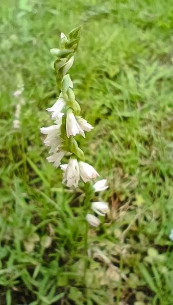 。小吳植物園 - 21蘭科4月 - 14綬草蘭花