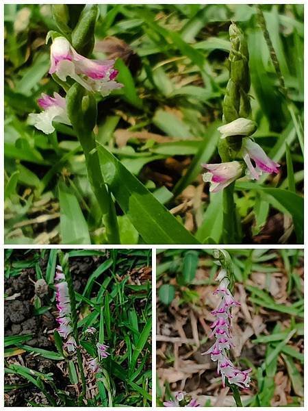 。小吳植物園 - 21蘭科4月 - 14綬草蘭花