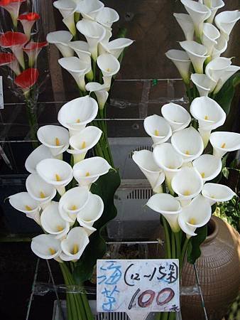 IMGP5061