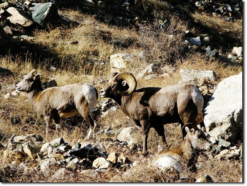 Bighorn Sheep in Georgetown 5