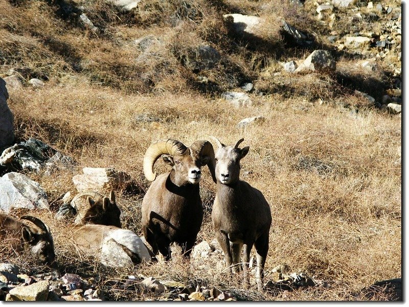 Bighorn Sheep in Georgetown 1