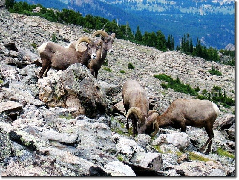 Bighorn 6