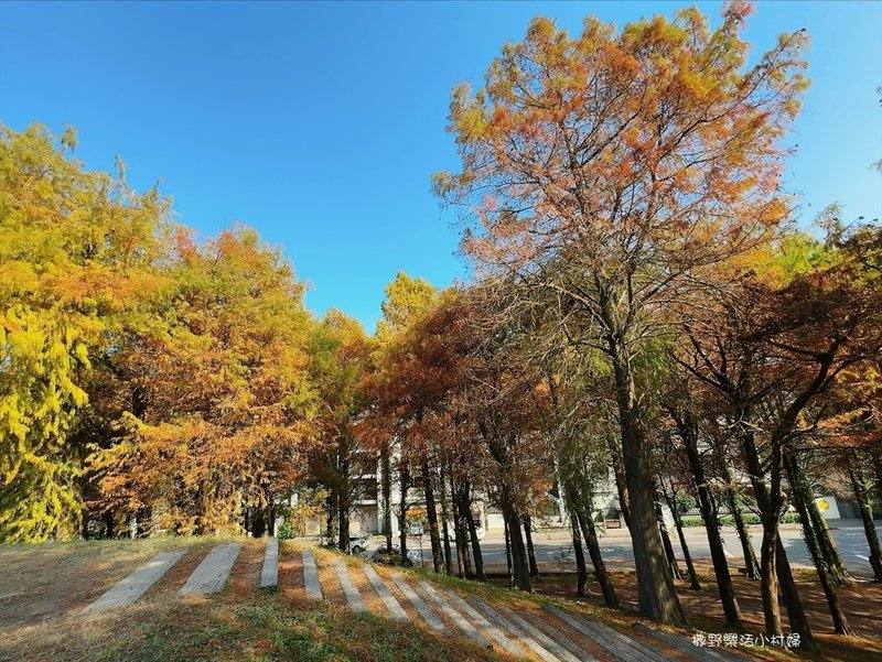 偶像劇場景般的落羽松森林【羅東運動公園】秋冬季節染成橘紅一片