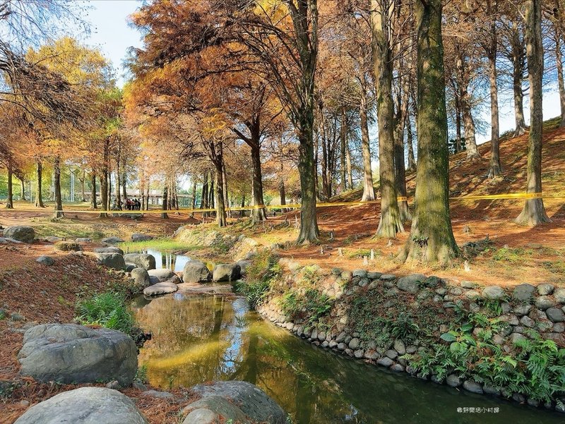 偶像劇場景般的落羽松森林【羅東運動公園】秋冬季節染成橘紅一片