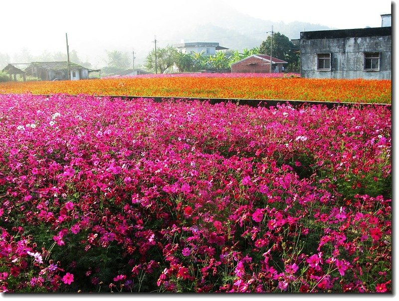 杉林花海