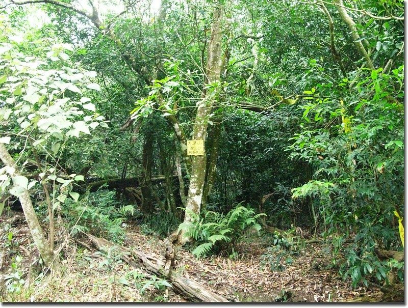 沙溪林道大津山登山口 1