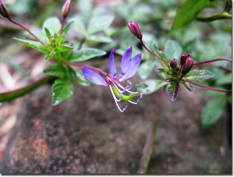 平伏莖白花菜 1