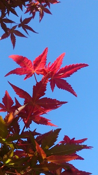 2015-09-12 15.30.40.jpg