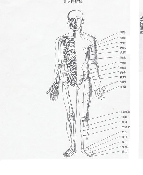 足太陰脾經.jpg