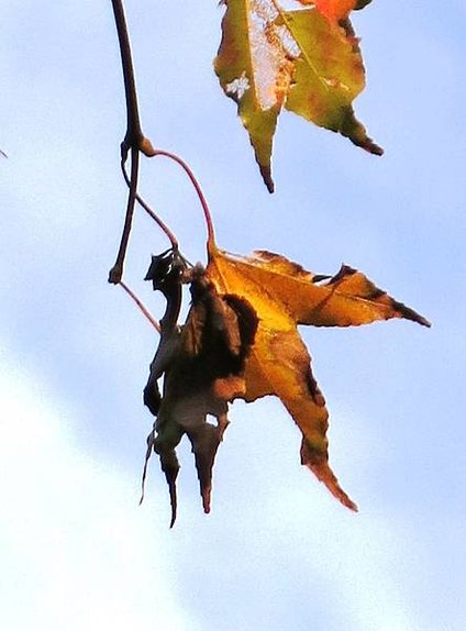 12.1. leaves (21)