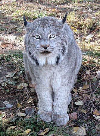 canadianlynx1