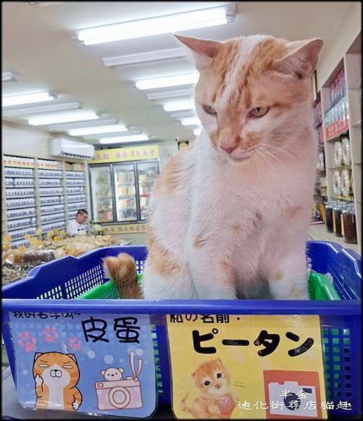迪化街尋店貓趣_024.jpg