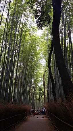 K  嵐山竹林 (9)