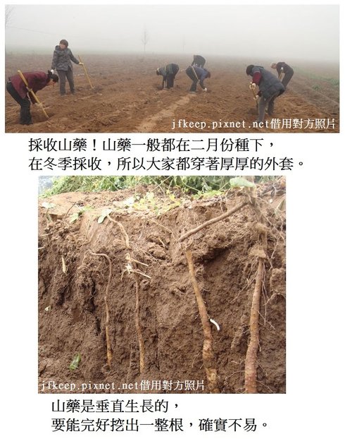 山藥的採收。