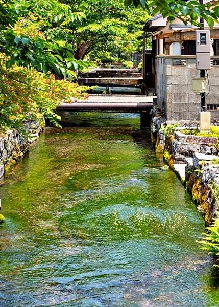水之花園  地藏川梅花藻