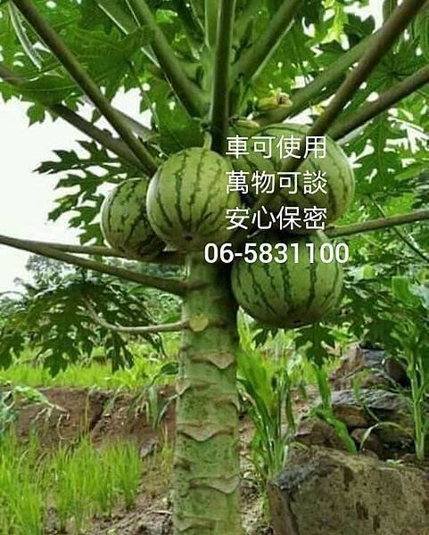 西瓜廣.jpg