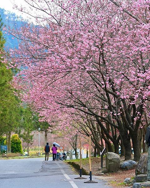 1月27 武陵農場花況.jpg