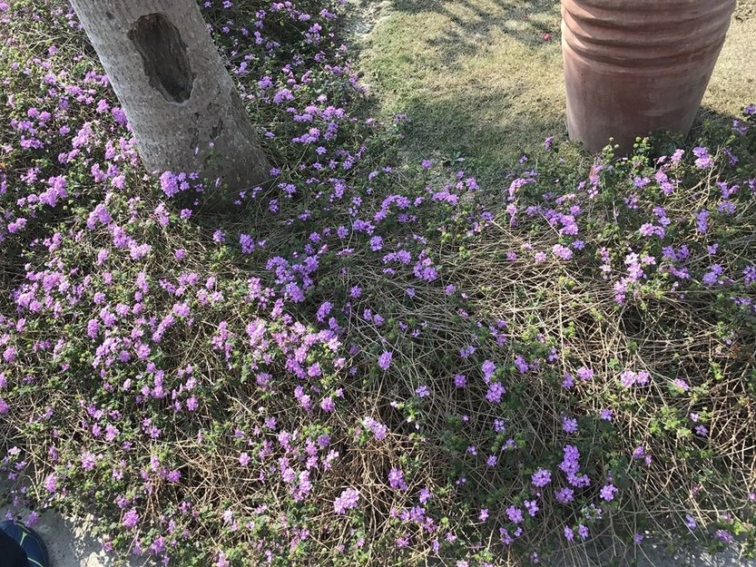 雲林-羅莎玫瑰莊園.2017.2.27 (32).jpg