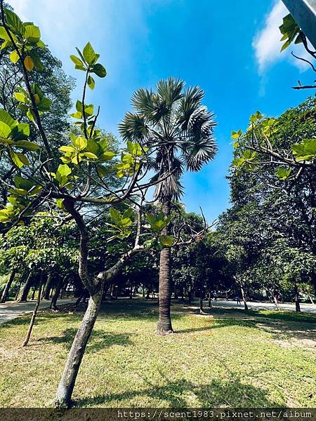 ＊【台南開箱】超酷的城市森林「巴克禮紀念公園」荒野公園，你我