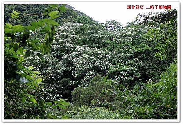 新北新店 二叭子植物園 20