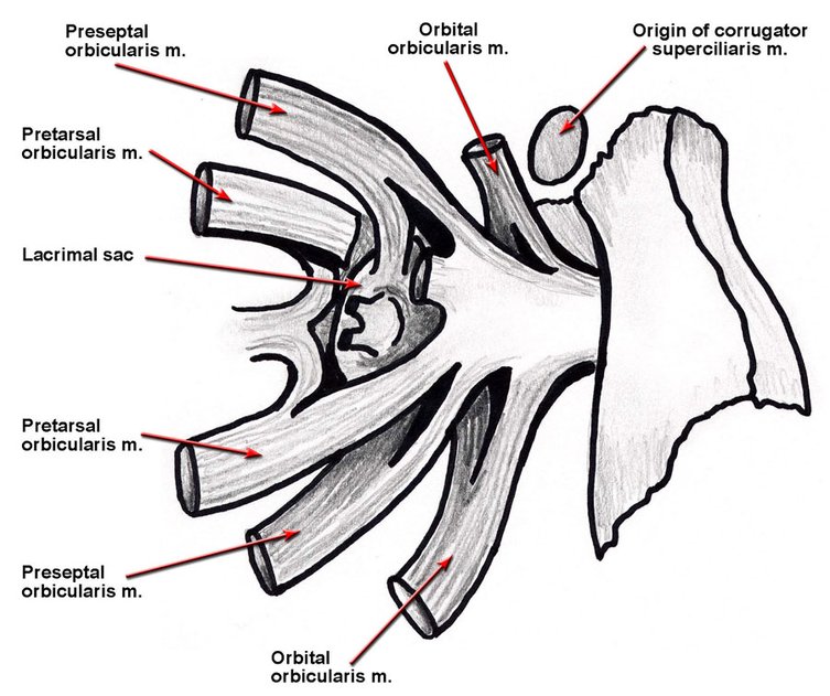 Orbicularis oculi