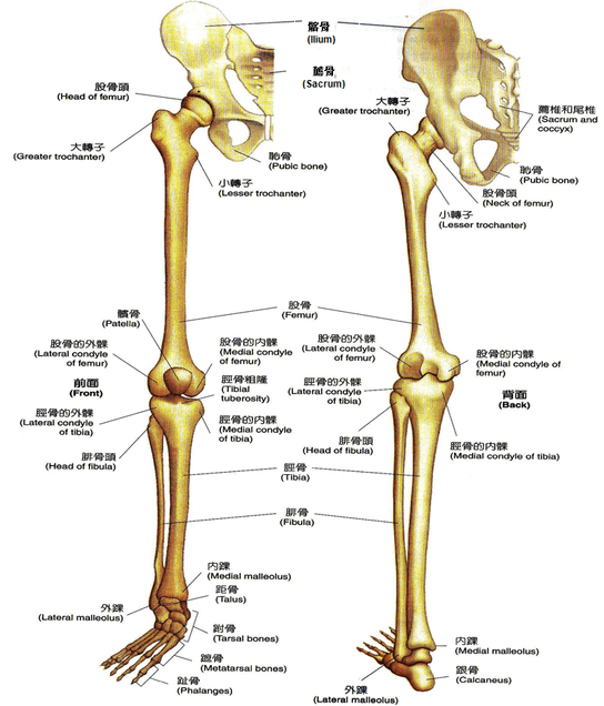 bone