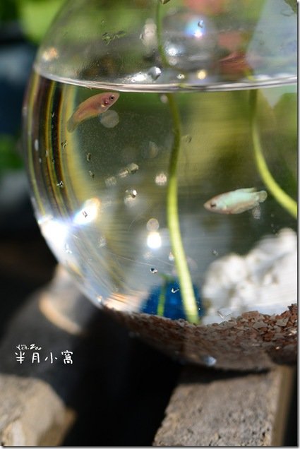 z_DSC_3472