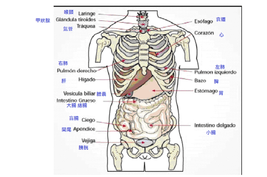 內臟.jpg