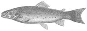 trout-gray.jpg