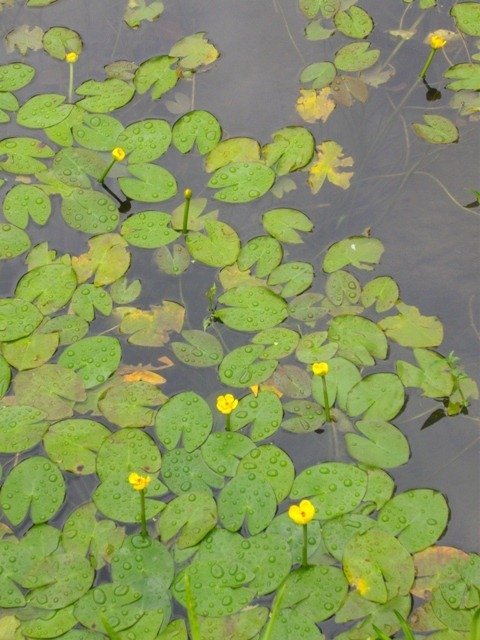 IMGP0037