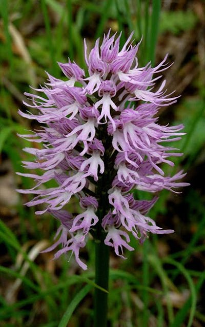 裸男蘭 Orchis italica - 裸男蘭