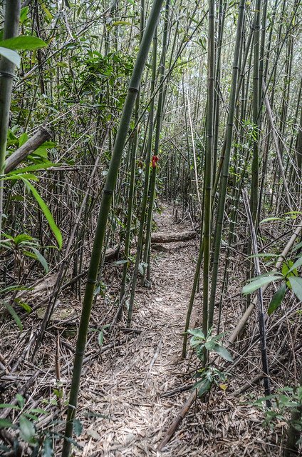 南何山登山山徑 (2)