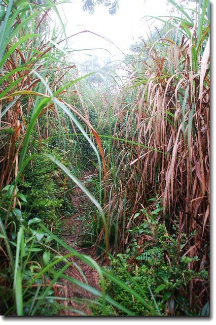 阿玉山登山步道芒草段