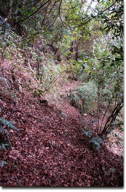 再生山登山路徑腰繞段