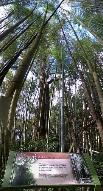 奮起湖鹿鼎巨木