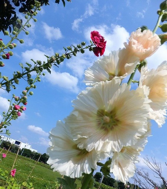 蜀葵(圓山花博公園) (6)