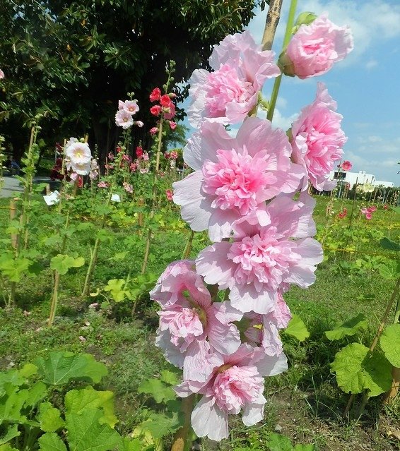 蜀葵(圓山花博公園) (2)