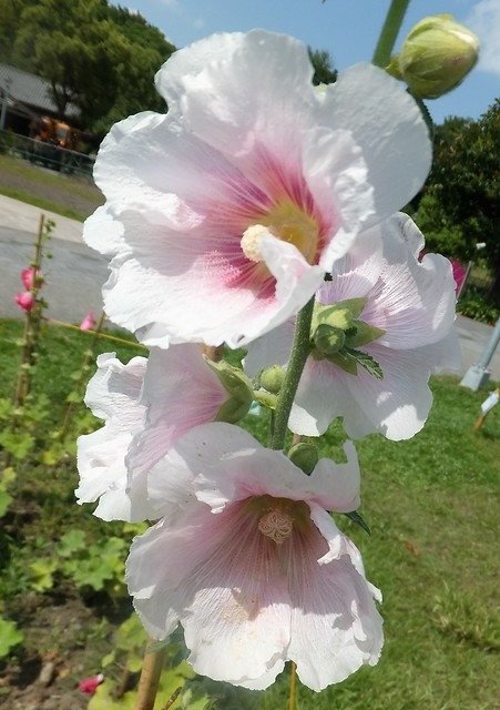 蜀葵(圓山花博公園) (3)