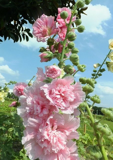 蜀葵(圓山花博公園) (4)