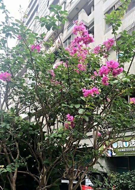 北投 (5)