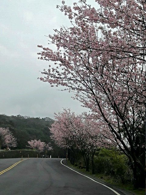 菁山路]松園 (1)