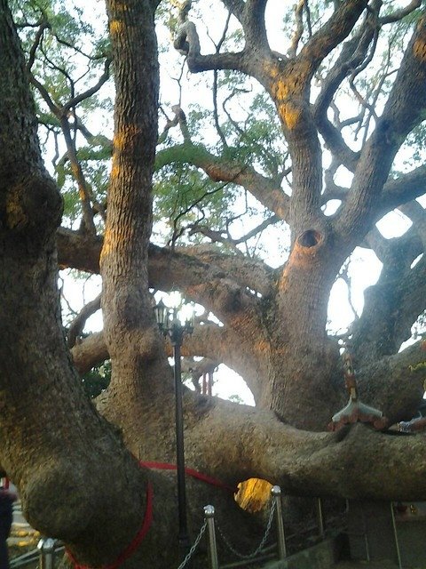 7084月眉樟樹公
