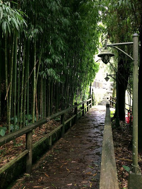 四方竹林