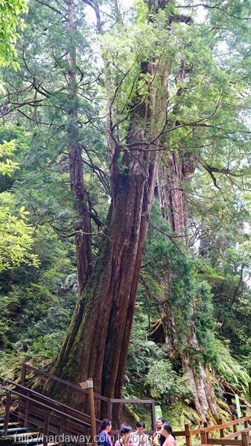 拉拉山神木