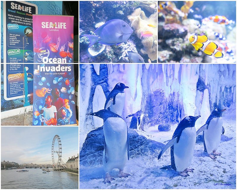 SEALIFELondon Aquarium-KLOOK客路-17docintaipei (1)