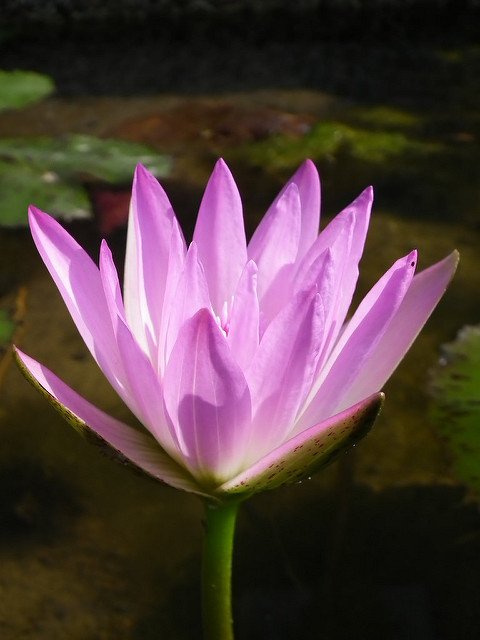 DSCF4596