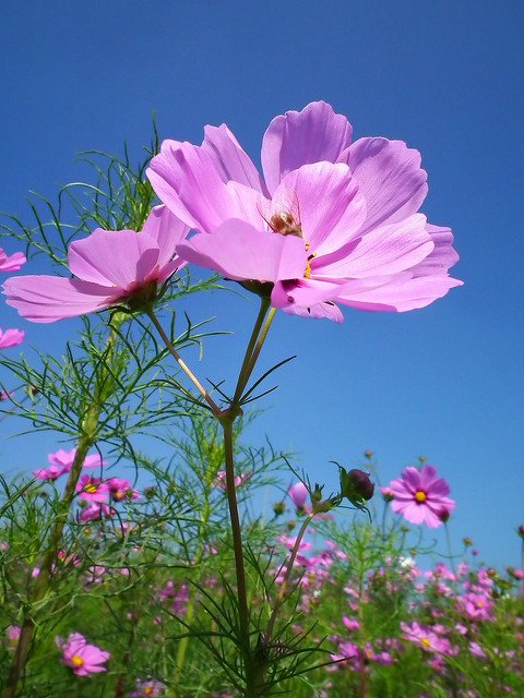 DSCF4516