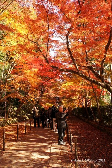 20111204_Kyoto-70_光明寺_1.JPG