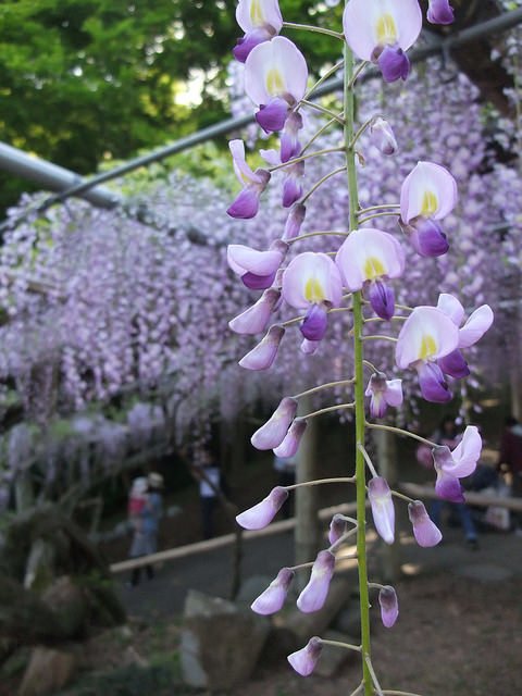 河內藤園